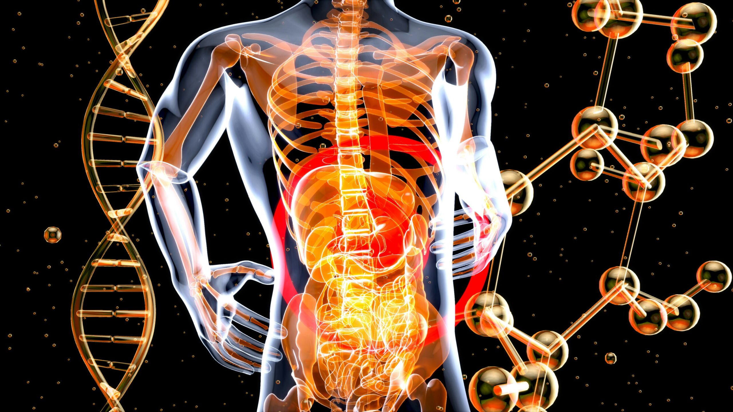 Digestive