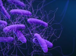 gut-friendly-eating-common-foods-that-help-create-a-balanced-microbiome